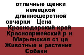  отличные щенки немецкой длинношерстной овчарки › Цена ­ 20 000 - Краснодарский край, Красноармейский р-н, Марьянская ст-ца Животные и растения » Собаки   . Краснодарский край